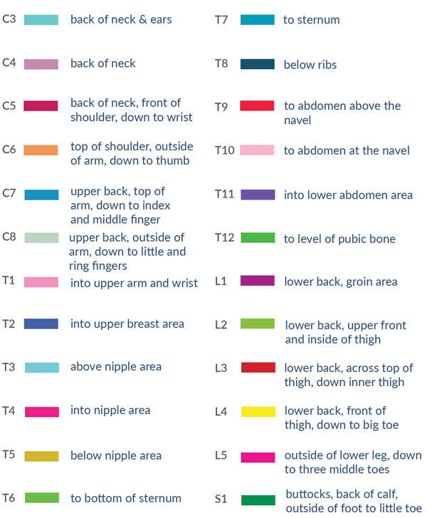 8+ Spine Diagram With Nerves