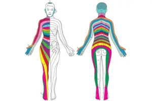 Illustration of the Spinal Nerve Pathway at Bonati Spine Institute in Hudson & Tampa, FL