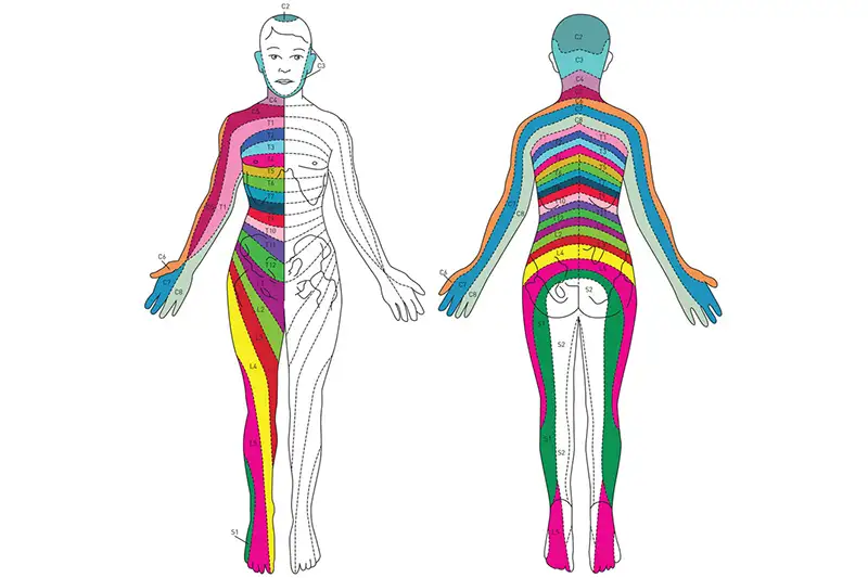Illustration of the Spinal Nerve Pathway at Bonati Spine Institute in Hudson & Tampa, FL